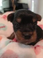 Red, a male Yorkshire Terrier for sale in Vancleave, MS – 3 of 8