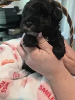 Black with white goatee, a female Yorkipoo for sale in Vancleave, MS – 2 of 6