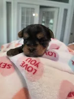 Dark blue, a male Yorkshire Terrier for sale in Vancleave, MS – 8 of 9