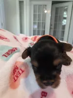 Orange Crush, a male Yorkshire Terrier for sale in Vancleave, MS – 9 of 9