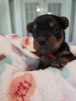 Red, a male Yorkshire Terrier for sale in Vancleave, MS – 6 of 8