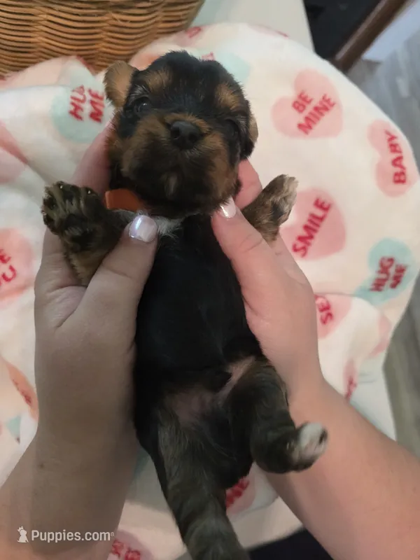 Orange Crush – Yorkshire Terrier puppy for sale in Vancleave, MS