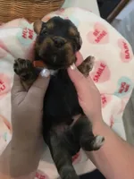 Orange Crush, a male Yorkshire Terrier for sale in Vancleave, MS – 1 of 9