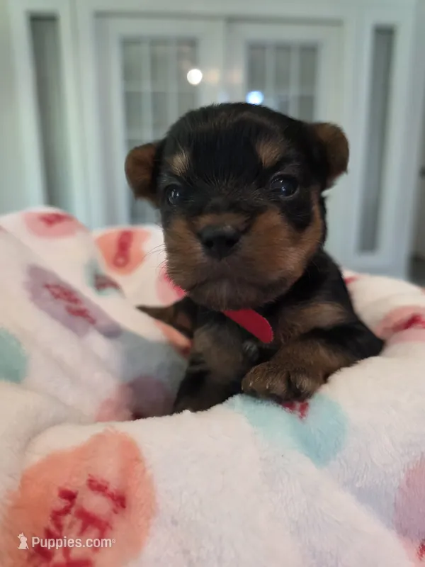 Red – Yorkshire Terrier puppy for sale in Vancleave, MS