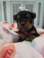 Red, a male Yorkshire Terrier for sale in Vancleave, MS – 1 of 8