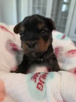 Dark blue, a male Yorkshire Terrier for sale in Vancleave, MS – 5 of 9