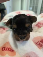 Orange Crush, a male Yorkshire Terrier for sale in Vancleave, MS – 6 of 9