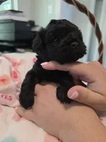 Solid jet black, a female Yorkipoo for sale in Vancleave, MS – 10 of 10