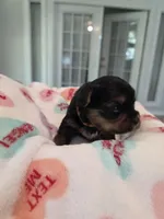 Orange Crush, a male Yorkshire Terrier for sale in Vancleave, MS – 5 of 9