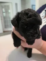 Solid jet black, a female Yorkipoo for sale in Vancleave, MS – 2 of 10