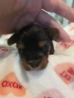 Orange Crush, a male Yorkshire Terrier for sale in Vancleave, MS – 8 of 9