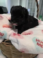 Black with white goatee, a female Yorkipoo for sale in Vancleave, MS – 5 of 6
