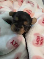 Dark blue, a male Yorkshire Terrier for sale in Vancleave, MS – 9 of 9