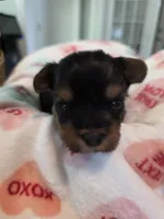 Orange Crush, a male Yorkshire Terrier for sale in Vancleave, MS – 2 of 9