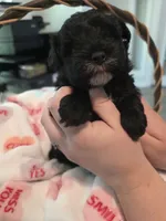 Black with white goatee, a female Yorkipoo for sale in Vancleave, MS – 3 of 6