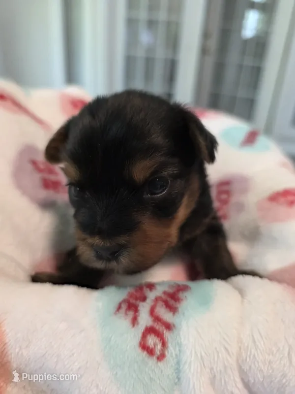 Dark blue – Yorkshire Terrier puppy for sale in Vancleave, MS