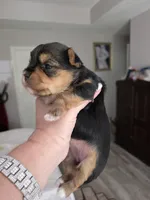 Pretty girl, a female Yorkshire Terrier for sale in Vancleave, MS – 5 of 6