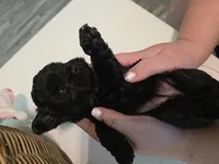 Solid black female, a female Yorkipoo for sale in Vancleave, MS – 4 of 5