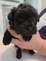 Solid jet black, a female Yorkipoo for sale in Vancleave, MS – 3 of 10