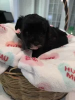 Black with white goatee, a female Yorkipoo for sale in Vancleave, MS – 4 of 6
