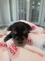 Pine green, a male Yorkshire Terrier for sale in Vancleave, MS – 1 of 7