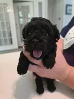Solid black female, a female Yorkipoo for sale in Vancleave, MS – 1 of 5