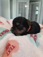 Orange Crush, a male Yorkshire Terrier for sale in Vancleave, MS – 3 of 9
