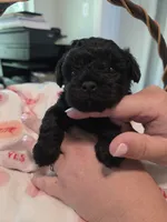 Solid black female, a female Yorkipoo for sale in Vancleave, MS – 3 of 5