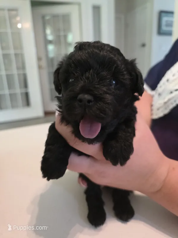 Solid jet black – Yorkipoo puppy for sale in Vancleave, MS