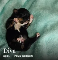 Diva, a female Shih Tzu for sale in Indianapolis, IN – 2 of 2