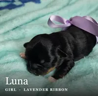 Luna, a female Shih Tzu for sale in Indianapolis, IN – 2 of 3