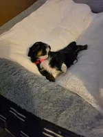 Diva, a female Shih Tzu for sale in Indianapolis, IN – 9 of 9
