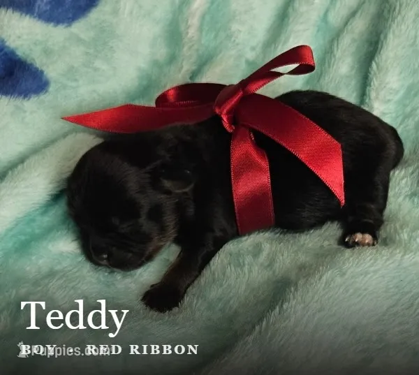 Teddy – Shih Tzu puppy for sale in Indianapolis, IN