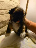 Teddy, a male Shih Tzu for sale in Indianapolis, IN – 5 of 6