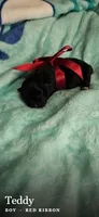 Teddy, a male Shih Tzu for sale in Indianapolis, IN – 3 of 3