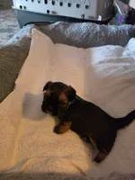 Teddy, a male Shih Tzu for sale in Indianapolis, IN – 6 of 6