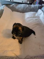 Teddy, a male Shih Tzu for sale in Indianapolis, IN – 2 of 6