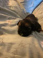 Teddy, a male Shih Tzu for sale in Indianapolis, IN – 3 of 6