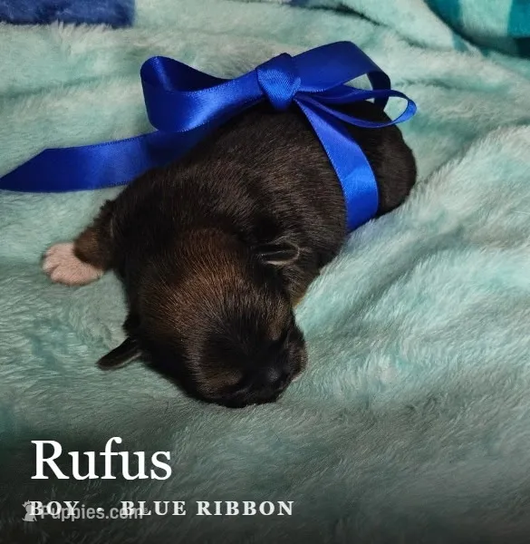 Rufus – Shih Tzu puppy for sale in Indianapolis, IN