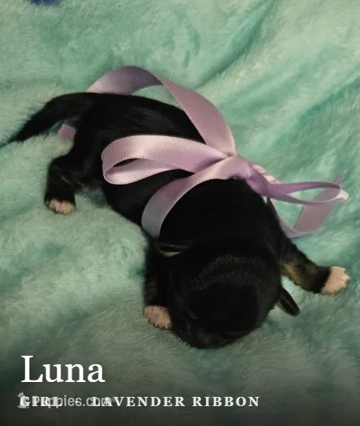 Luna – Shih Tzu puppy for sale in Indianapolis, IN