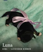 Luna, a female Shih Tzu for sale in Indianapolis, IN – 1 of 3