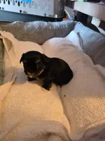 Diva, a female Shih Tzu for sale in Indianapolis, IN – 2 of 9