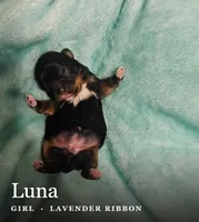 Luna, a female Shih Tzu for sale in Indianapolis, IN – 3 of 3