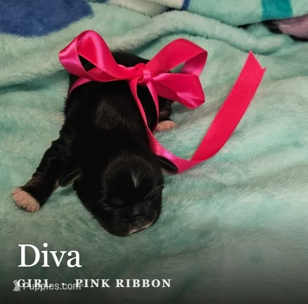 Diva – Shih Tzu puppy for sale in Indianapolis, IN