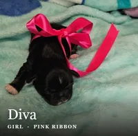 Diva, a female Shih Tzu for sale in Indianapolis, IN – 1 of 2