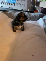 Rufus, a male Shih Tzu for sale in Indianapolis, IN – 5 of 5