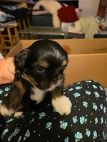Diva, a female Shih Tzu for sale in Indianapolis, IN – 8 of 9