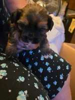 Rufus, a male Shih Tzu for sale in Indianapolis, IN – 3 of 5