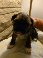 Rufus, a male Shih Tzu for sale in Indianapolis, IN – 4 of 5