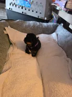 Diva, a female Shih Tzu for sale in Indianapolis, IN – 7 of 9